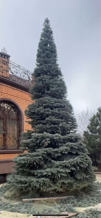 САДОВНИК- все садовые работы;обработка и обрезка фруктовых и винограда