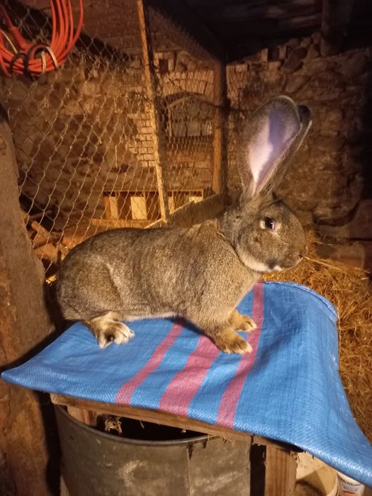 Samiec olbrzym belgijski szary z rodowodem