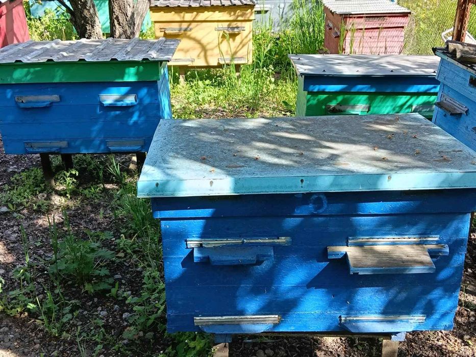 Продається пасіка (пасека), бджоли (пчелы)