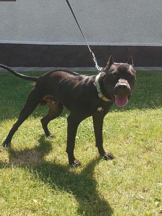 американський пітбуль. Доставка. Pitbull. АПБТ. Суми