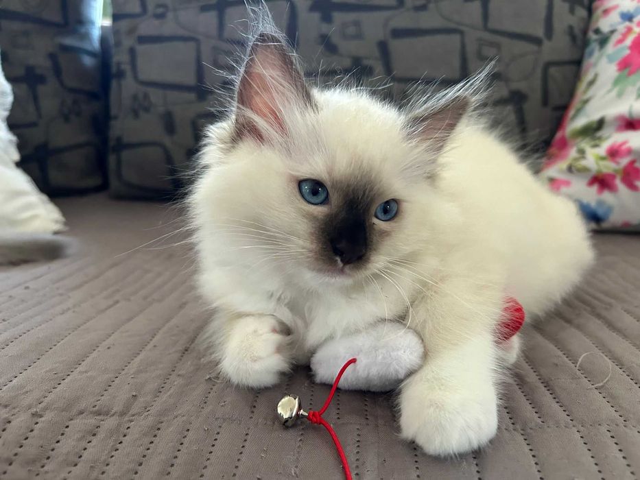 kotka ragdoll  pięciopokoleniowy rodowó FPL