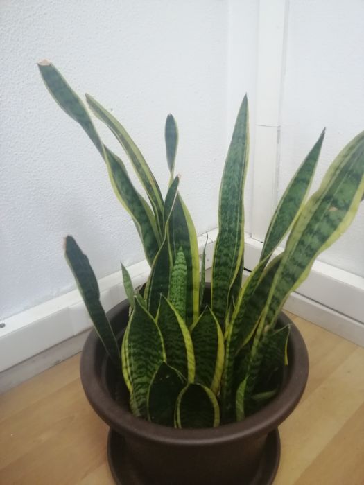 Espada de Santa Bárbara / Ogum / Iansã / desumidificador natural