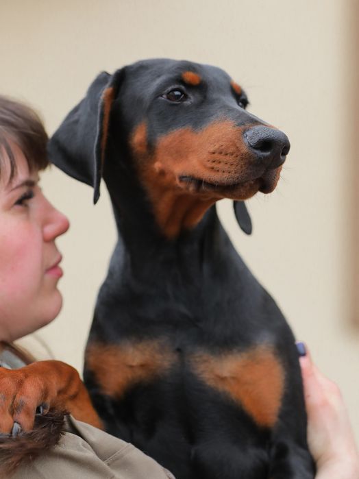 Doberman suczka, wysokiej klasy - Black Fusion FCI