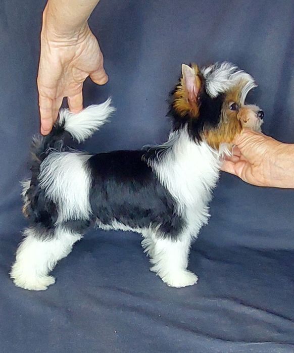 Великолепная девочка бивер