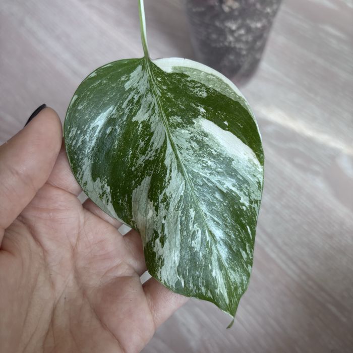 Монстера Albo Variegata