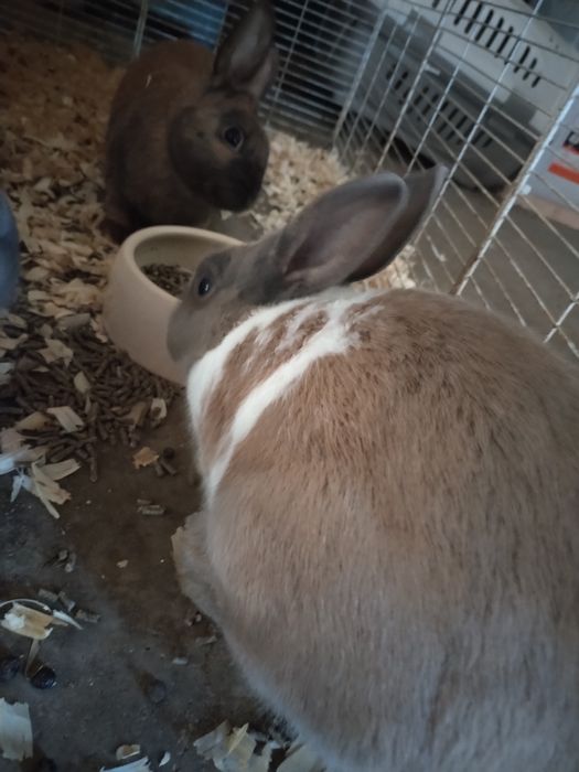 Doa se coelhos meigos