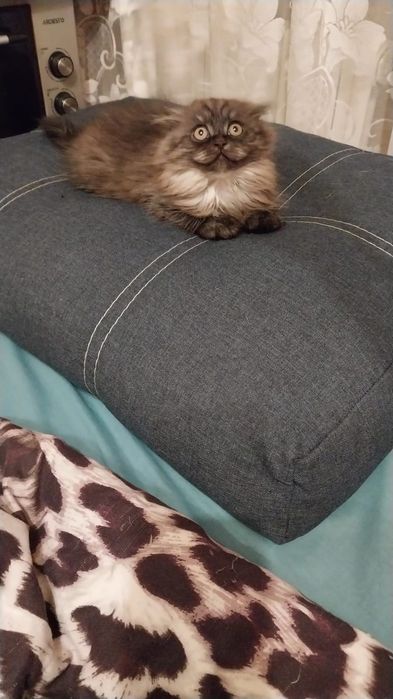 Продаються шотландські кошенята