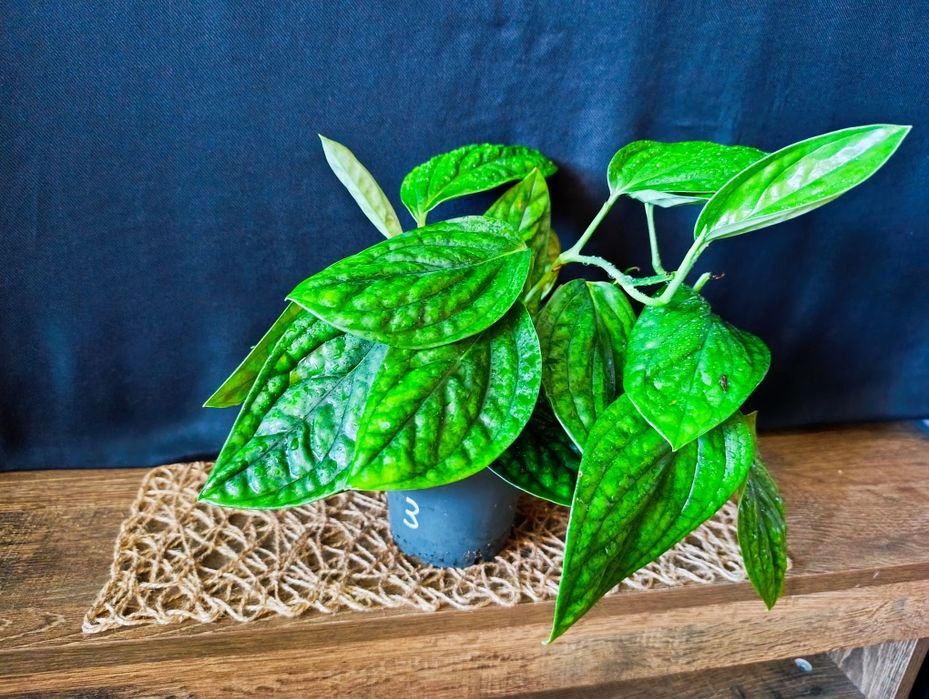 Епіпремнум Marble Planet