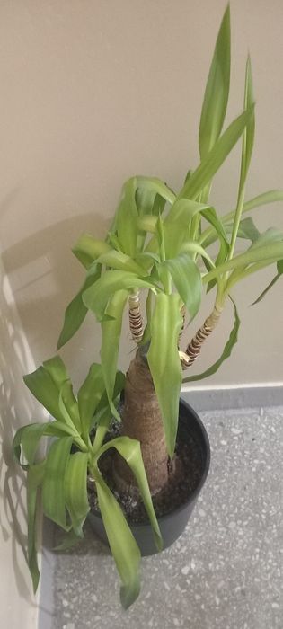 Juka podwójna w doniczce