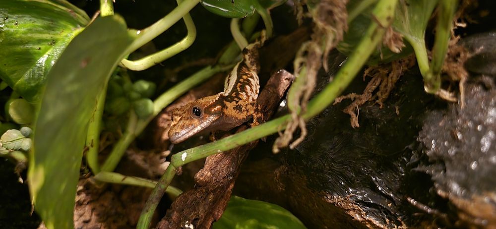 Gekon orzęsiony odbiór Zielona Góra