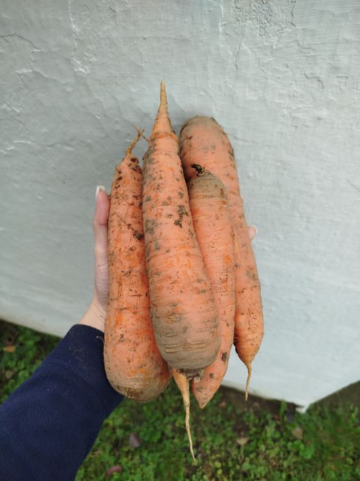 Продам дрібну картоплю,  моркву та цибулю.