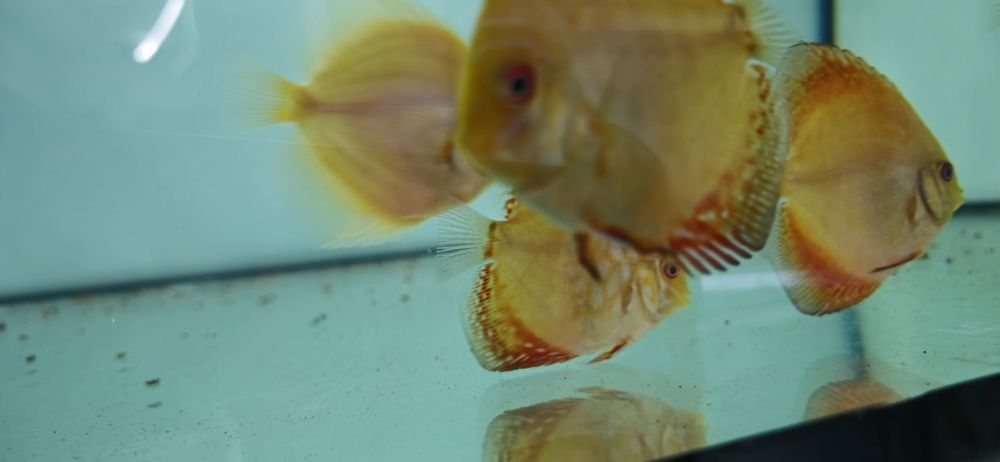 +De 700 discus disponíveis envios para Portugal e Europa