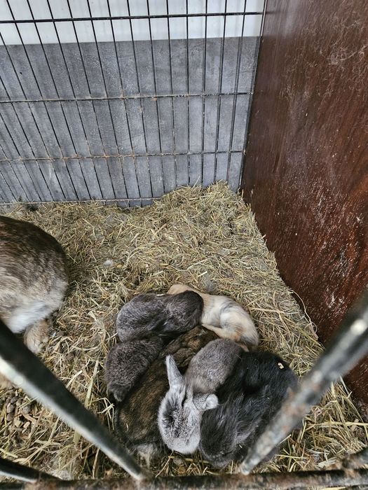 Coelhos anãos e orelhudos