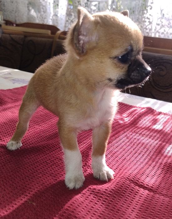 Ratlerek Suczka Piaskowa