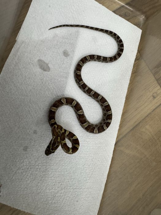 Wąż zbożowy z 2025r młode samiczki i samce