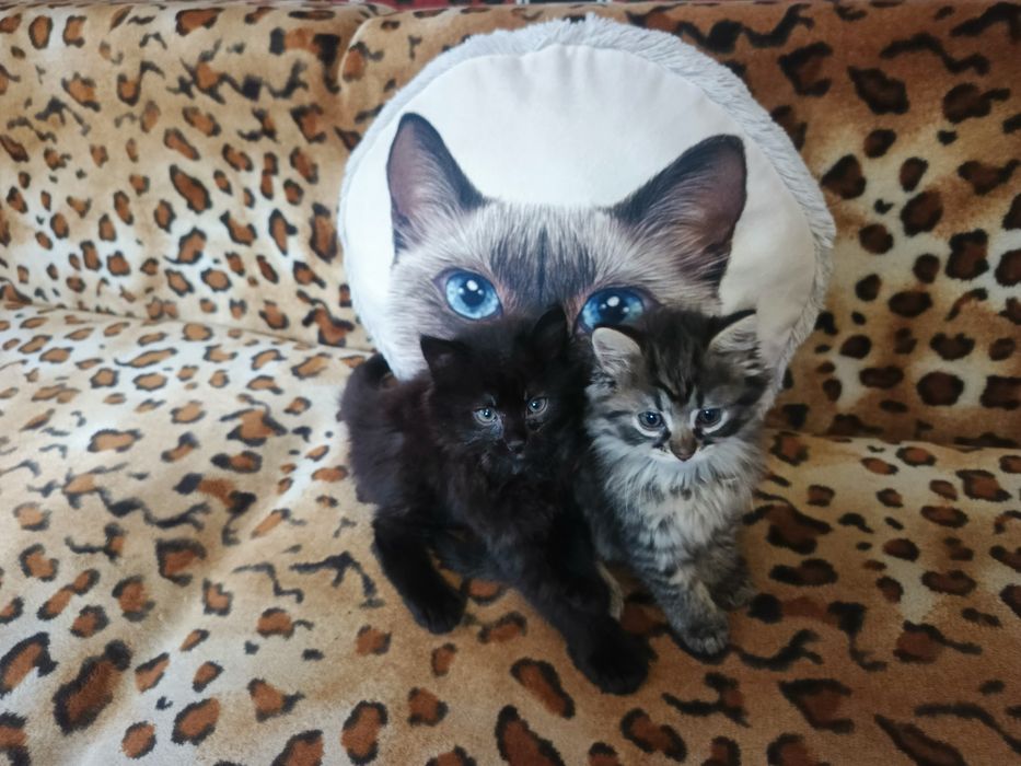 Котята бесплатно