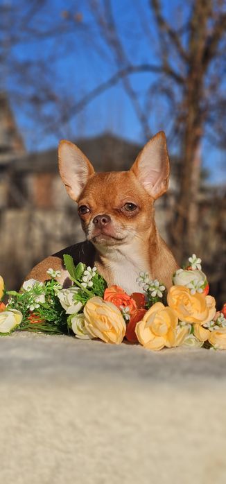 Красотка девочка чихуахуа КСУ