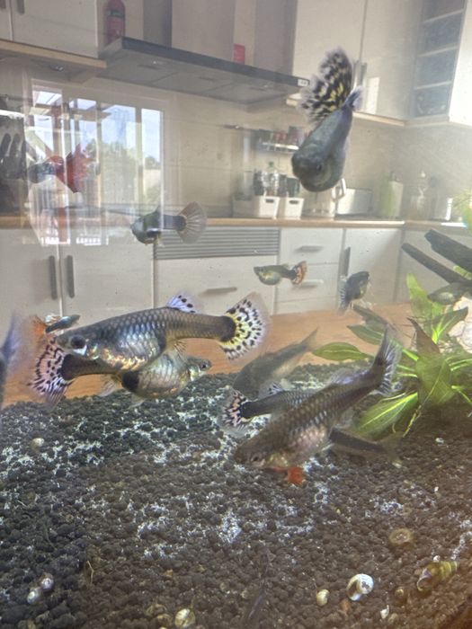 Troco peixes Gupys