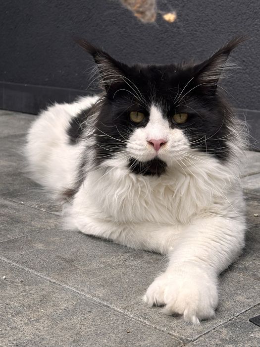 Roczny kocurek maine coon Rodowód FPL/FIFE opcja do hodowli
