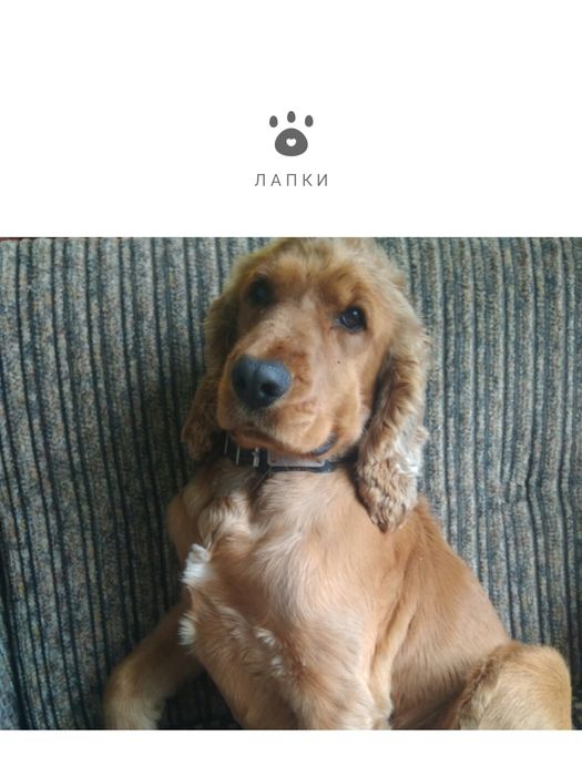 Хлопчик,  Англійський кокер спаніель шукає подругу