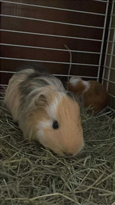 Świnki morskie (dorosle)