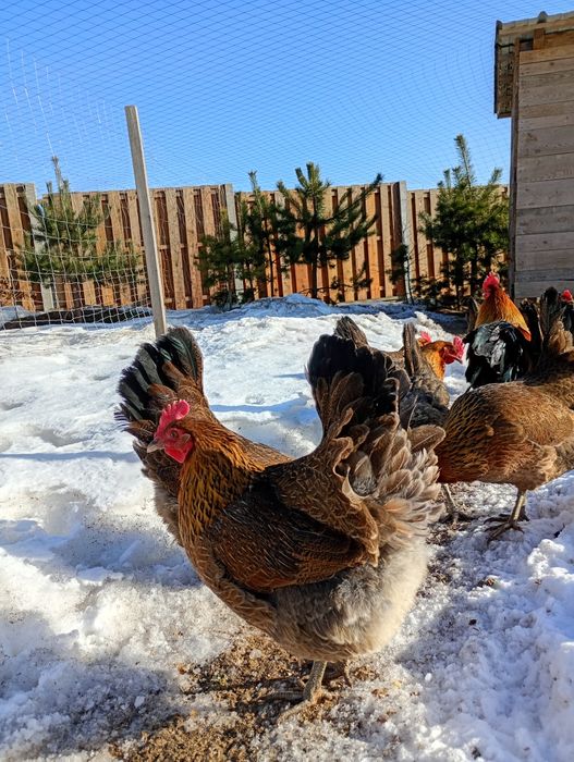 Jaja lęgowe  zielononóżki