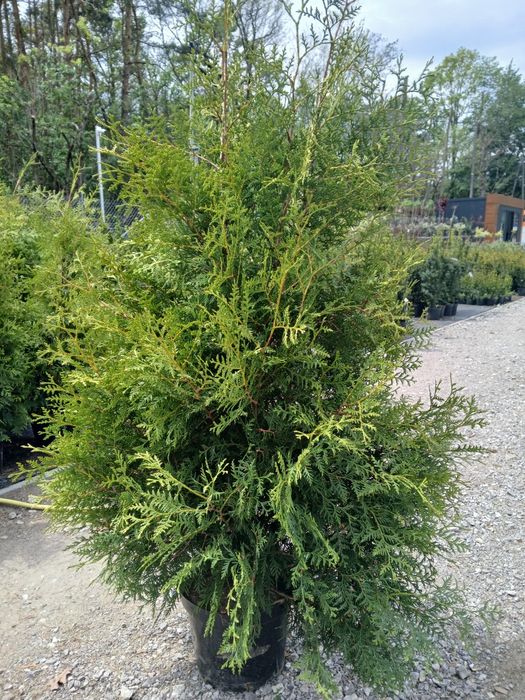 Tuja Tuje Brabant wys. 160-170cm cena 40 Promocja Sadzimy Wozìmy