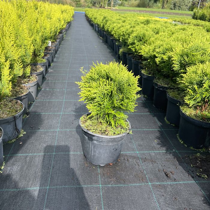 Żywotnik zachodni ' Danica ' - Thuja Danica