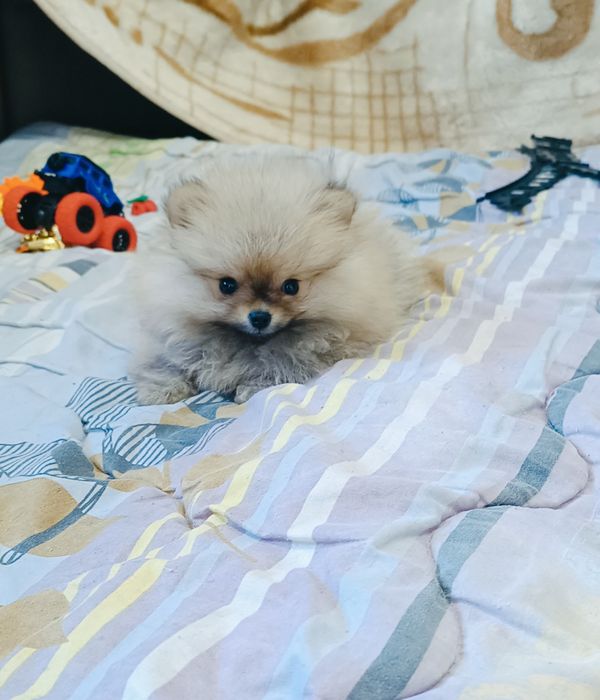 Маленька дівчинка та хлопчик