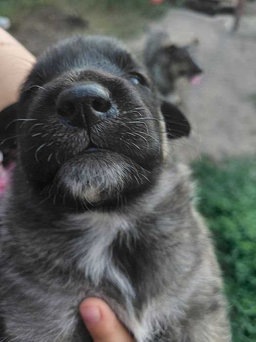 Віддам в добрі руки песиків 7 хлопчиків і 2 дівчинки  будуть не великі