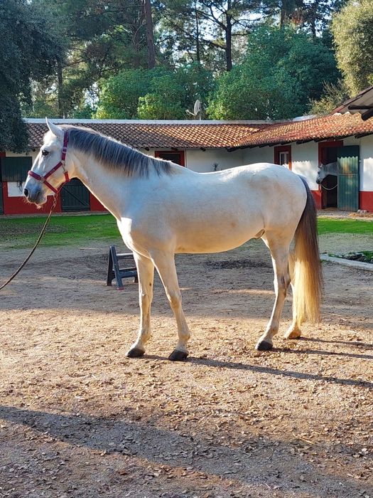 Cavalo Lusitano.