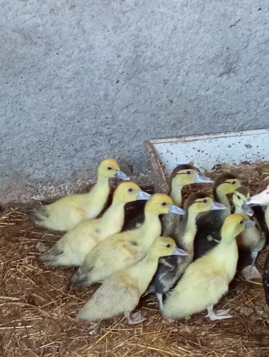 Patos mudos  pequenos