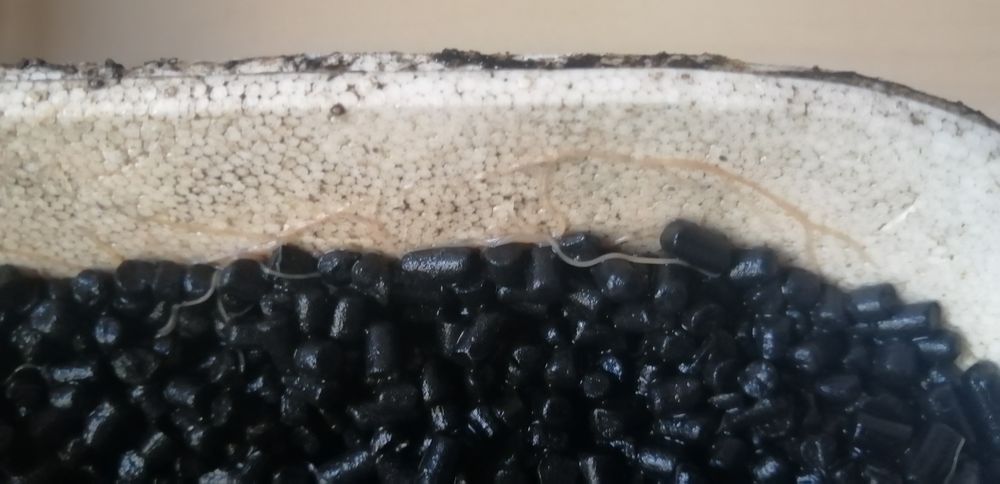 Enquitréias (comida viva para peixes)