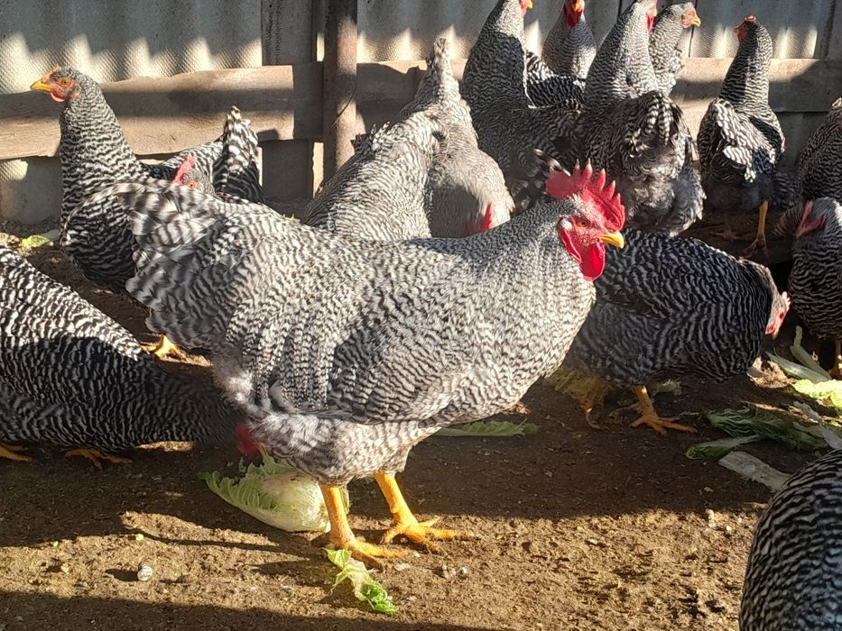 Продам півнів амрокс