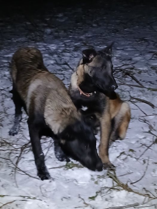 Бельгійська вівчарка Малінуа