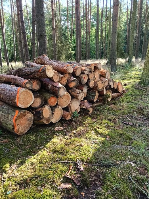 Sprzedam SUCHĄ sosnę. Wałki