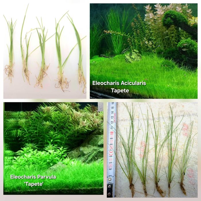 Plantas Tapete | Riccia Fluitans | Musgo de Java - Planta Aquário