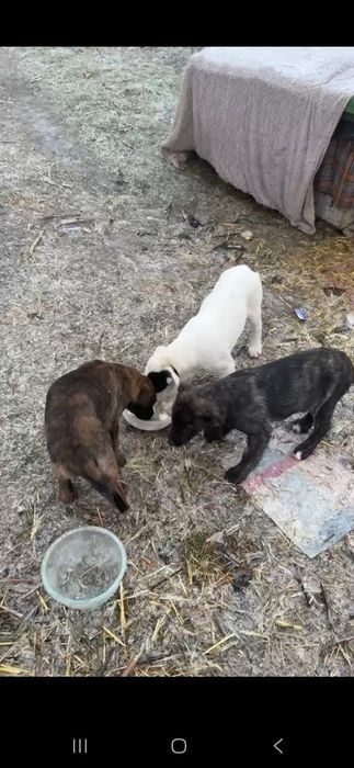 Щенята по 3.5 мес мальчики