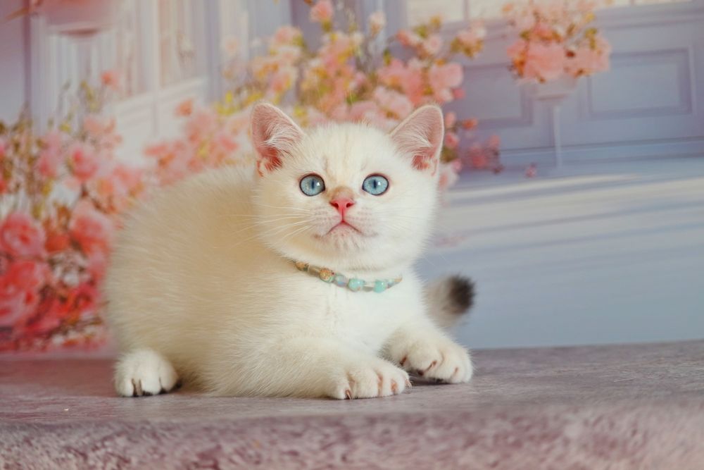 Британский золотой поинт мальчик