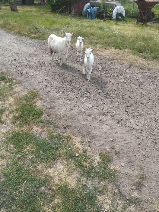 Козенята двоє продам