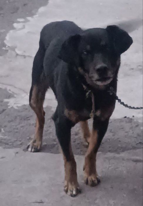 Пропала собака 07.09.2025