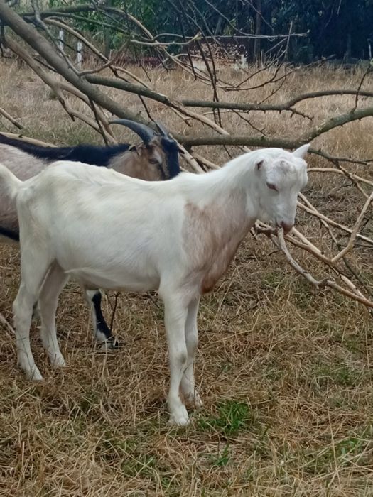 козлики Ламанча продам