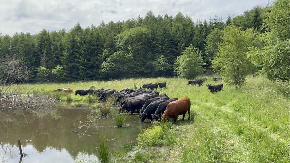Jałówki i młode byczki rasy Angus na sprzedaż