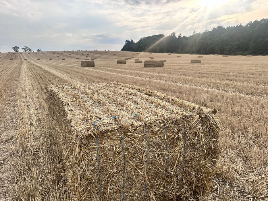 Słoma duża kostka duże kostki słomy pszenica jęczmień