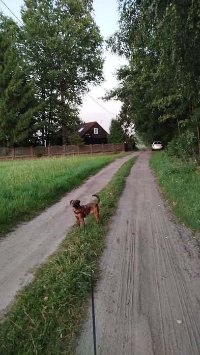 Szczeniaki ( nie rasowe )