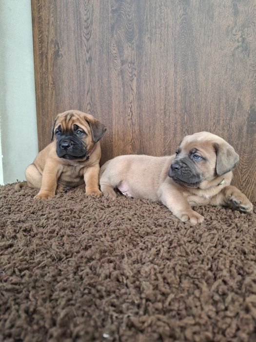 Masywne psiaki cane corso