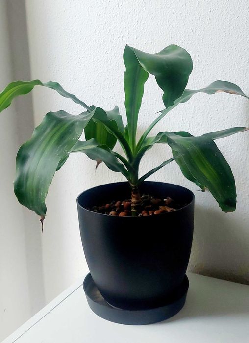 Plantas diversas
