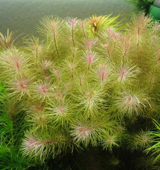 Rośliny do akwarium - Rotala najean sp. Vietnam