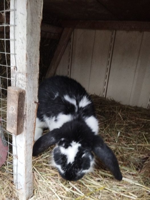 Продам самку французький баран