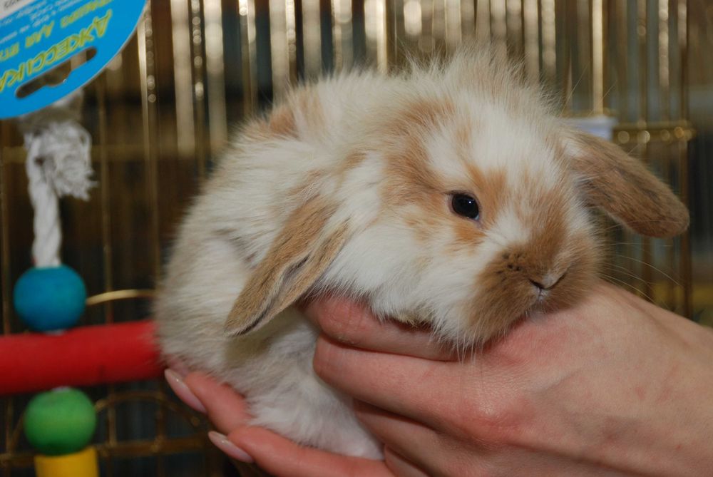 Декоративний кролик породи висловухий баранчик